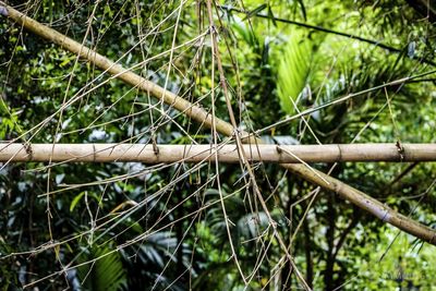 Close-up of bamboo trees in forest