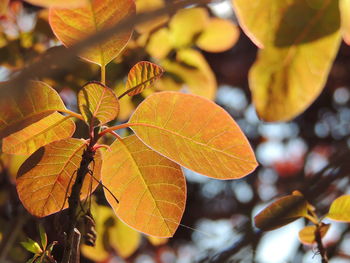 Close-up of orange leaves