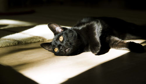 Close-up portrait of black cat