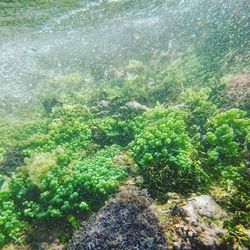 Plants growing in water