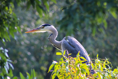 Heron perching on a plant