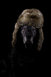 Close-up portrait of a dog over black background