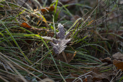 Close-up of dried plant on snow