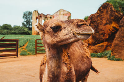 Close-up of the face of a camel during the day with some ruins behind