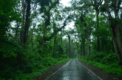 Road amidst trees in forest