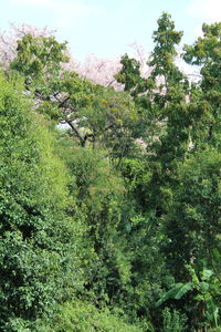 Scenic view of trees in forest against sky