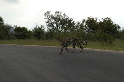 View of horse walking on road