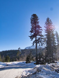 Trees on snow covered land against clear blue sky