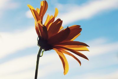 Low angle view of flowering plant against sky