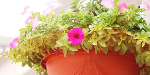 Close-up of pink flowers blooming outdoors