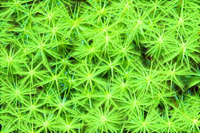 Full frame shot of green leaves