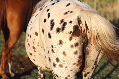 Close-up rear view of horse on field