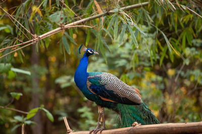 Close-up of a bird perching on branch