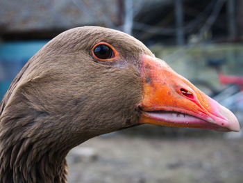 Close-up of a bird