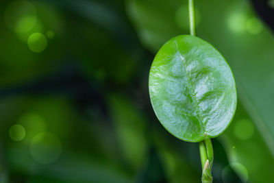 Close-up of green leaf on plant