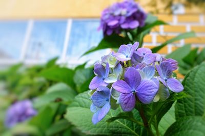 Close-up of purple flowering plants