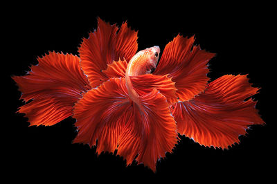 Low angle view of orange flower against black background