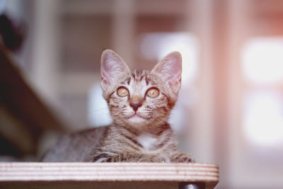 Portrait of cat against blurred background