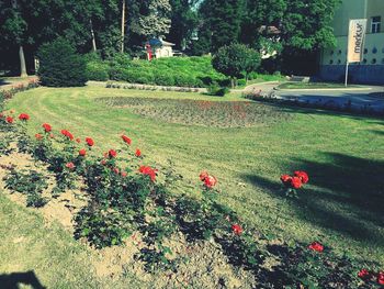 Red flowers growing on tree