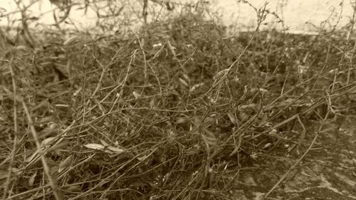 Close-up of sheep on field