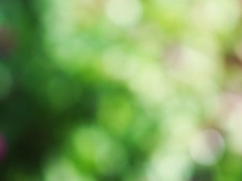 Defocused image of plants