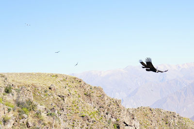 Low angle view of eagle flying against clear sky