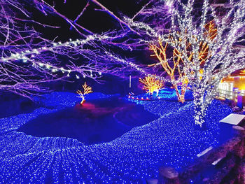 Close-up of illuminated tree by swimming pool at night