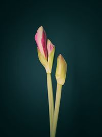 Close-up of flower against black background