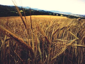 Crop in field