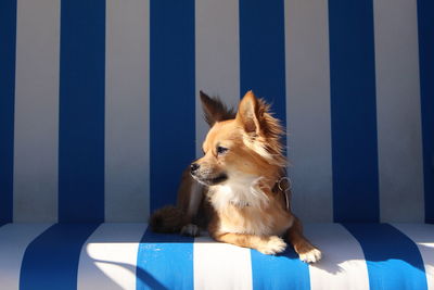 Close-up of dog against blue wall