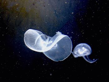 Close-up of jellyfish in sea