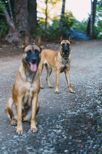 Two belgian malinois playing in the forest