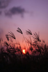 Close-up of wheat growing on field against sky during sunset