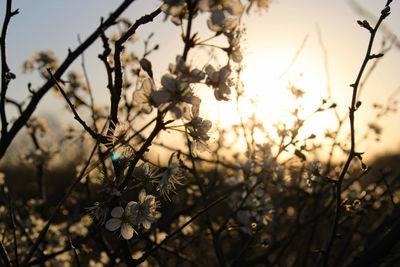 Close-up of plant against sky