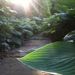 Sun shining through trees