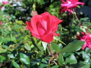 Close-up of pink flower in park