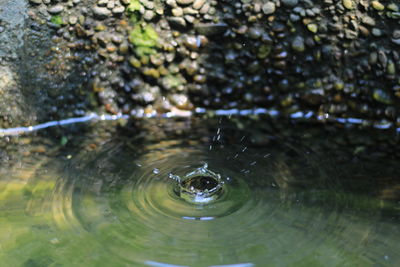Close-up of water drop falling on lake