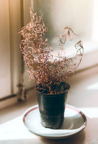 Close-up of flowerpot with dead withered rosemary plant