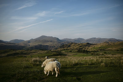 View of a horse on field