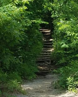 Footpath amidst trees