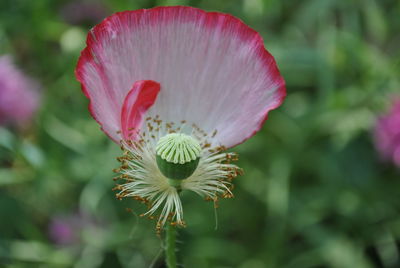 Close-up of pink flower