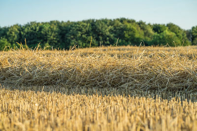 A harvested wheat field in front of corn field. scene on a sunny july evening.