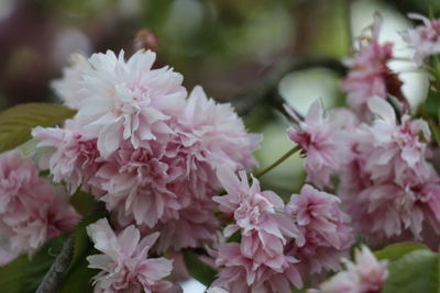 Close-up of pink flowers