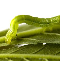 Close-up of a caterpillar on a leaf against white background