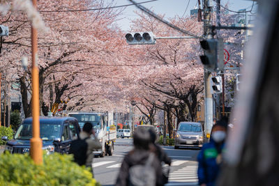 View of cherry blossom in city