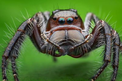 Close-up of spider