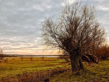 Bare tree on field against sky