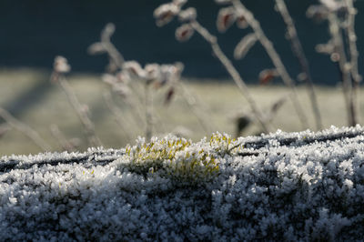 Close-up of flowers growing in field