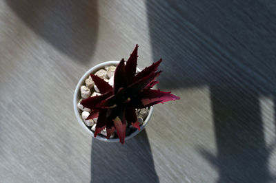 High angle view of maple leaf on plant