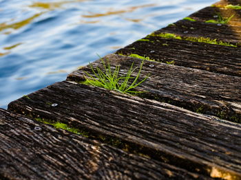 Old wood texture, the old pier, grass on the pier